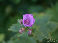 Iberis saxatilis