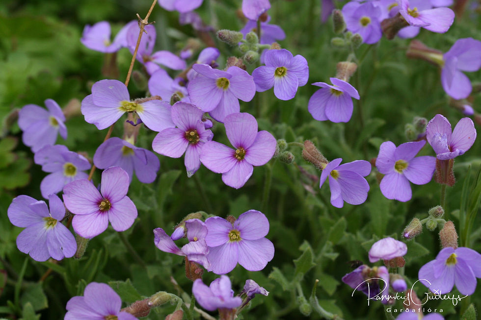 Lilac flowers of Aubrieta x cultorum