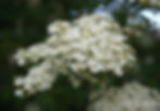 Acaena saccaticupula 'Blue Haze'