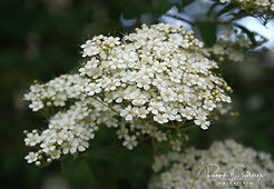 Acaena saccaticupula 'Blue Haze'