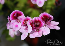 Pelargonium - Pelargóníur