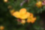 Acaena saccaticupula 'Blue Haze'