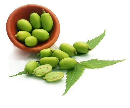 Neem leaf.jpeg