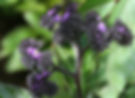 Heliotropium