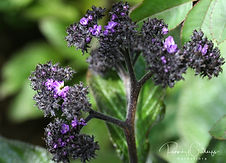 Heliotropium