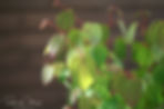Acaena saccaticupula 'Blue Haze'