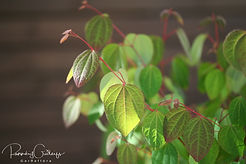 Acaena saccaticupula 'Blue Haze'