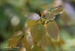 Acaena saccaticupula 'Blue Haze'