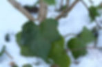 Acaena saccaticupula 'Blue Haze'
