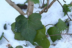 Acaena saccaticupula 'Blue Haze'