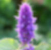 Acaena saccaticupula 'Blue Haze'