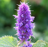 Acaena saccaticupula 'Blue Haze'