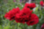 Papaver - Draumsóleyar