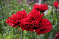 Papaver - Draumsóleyar