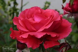 Terósablendingar (Hybrid Tea)