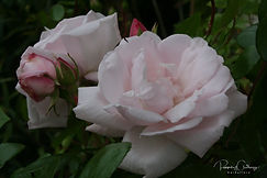 Acaena saccaticupula 'Blue Haze'