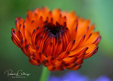 Calendula - Morgunfrúr