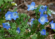 Nemophila - Vinablóm