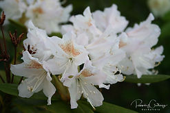 Acaena saccaticupula 'Blue Haze'