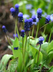 Acaena saccaticupula 'Blue Haze'