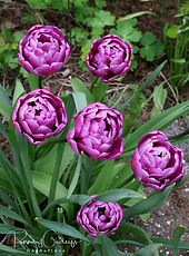 Acaena saccaticupula 'Blue Haze'