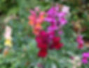 Antirrhinum - Ljónsmunnar