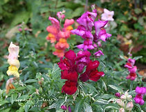 Antirrhinum - Ljónsmunnar