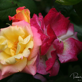 Klasarósir (Floribundas)