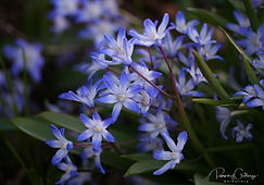 Acaena saccaticupula 'Blue Haze'
