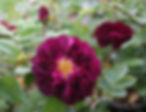 Acaena saccaticupula 'Blue Haze'
