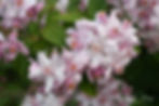 Acaena saccaticupula 'Blue Haze'