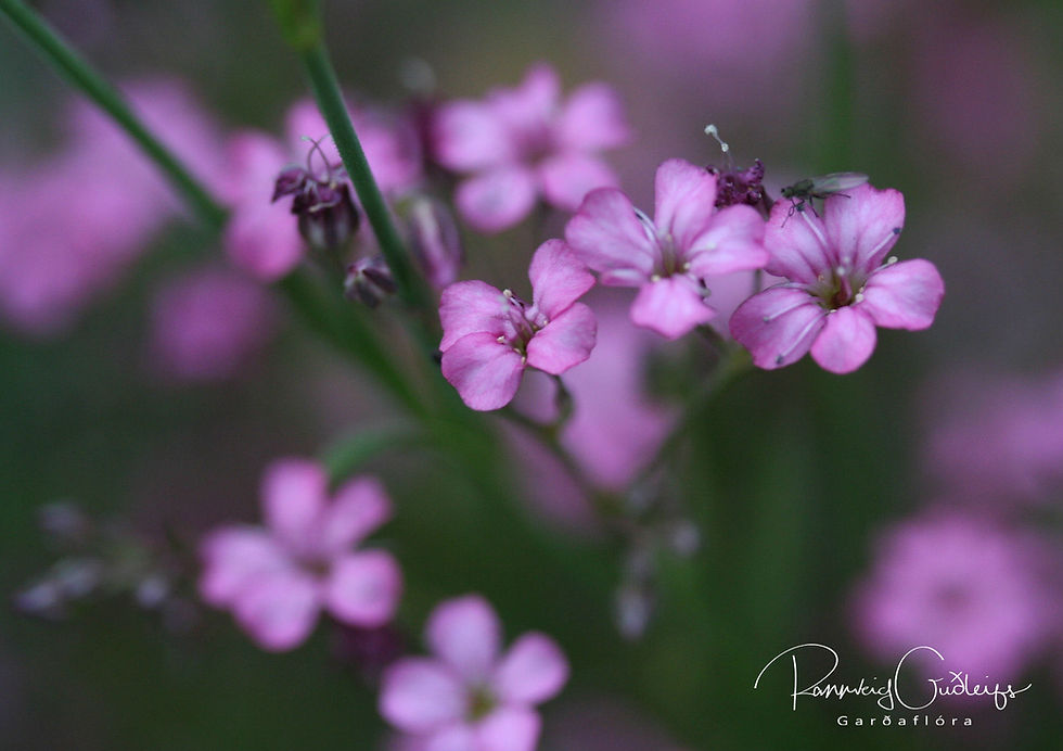 Pink flowers of Gypsophila repens 'Rosea'