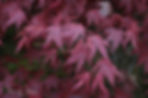 Acaena saccaticupula 'Blue Haze'
