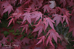 Acaena saccaticupula 'Blue Haze'