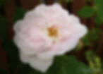 Acaena saccaticupula 'Blue Haze'