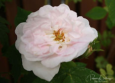 Acaena saccaticupula 'Blue Haze'