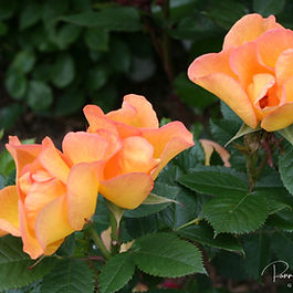 Nútíma runnarósir (Modern Shrub)