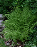 20090609_085edit.jpeg