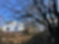 Tree branches
