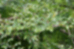 Acaena saccaticupula 'Blue Haze'