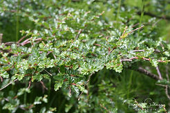 Acaena saccaticupula 'Blue Haze'