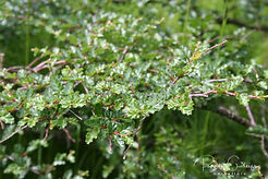 Acaena saccaticupula 'Blue Haze'