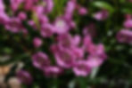 Acaena saccaticupula 'Blue Haze'