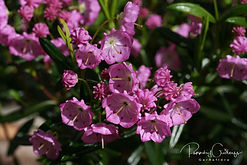 Acaena saccaticupula 'Blue Haze'
