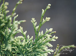 Acaena saccaticupula 'Blue Haze'