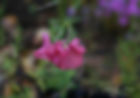 Diascia - Borgardís