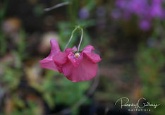 Diascia - Borgardís