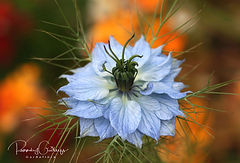 Nigella