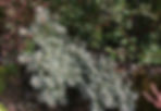Acaena saccaticupula 'Blue Haze'