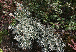 Acaena saccaticupula 'Blue Haze'